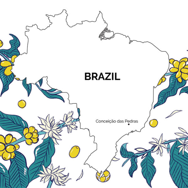 Map of Brazil with yellow catuai coffee cherries