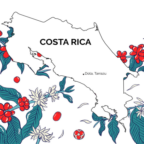 map of costa rica with red coffee cherries