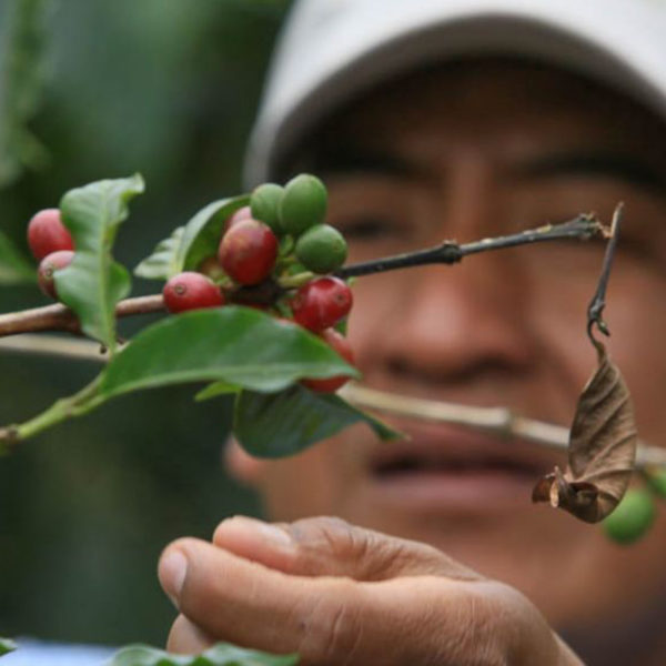 Mexican Coffee Farmer picking coffee cherry