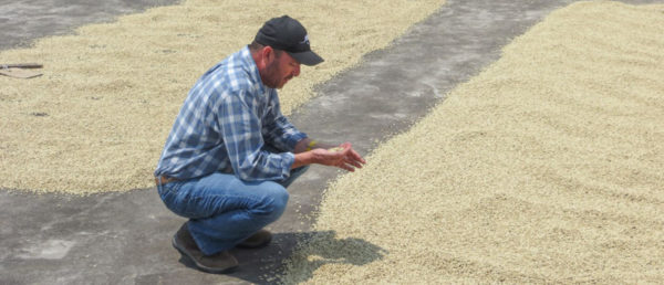 coffee farmer looking at coffee drying on patio floor