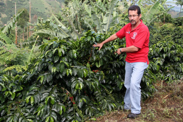 farmer showing coffee plant