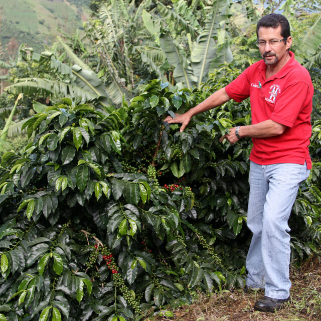 farmer showing coffee plant