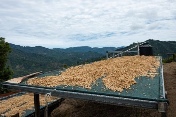 coffee drying on an elevated drying bed