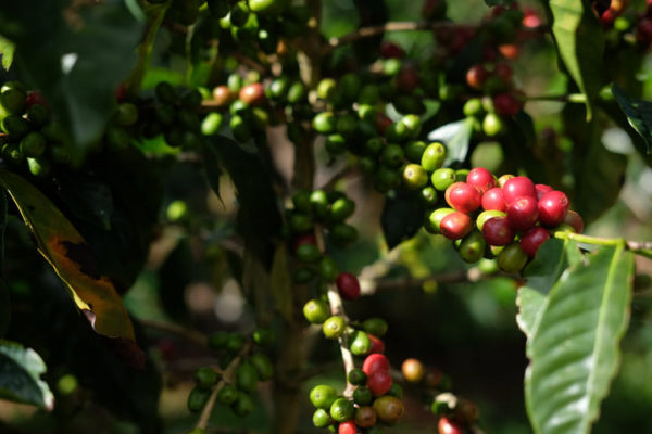 ripe and unripe coffee cherries on a coffee tree