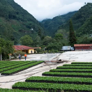 Coffee Farm in Guatemala
