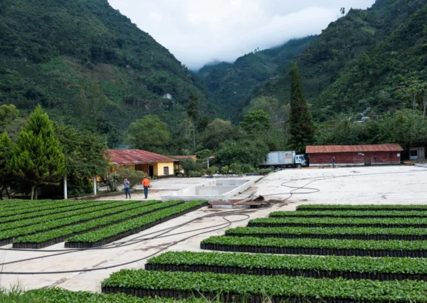 Coffee Farm in Guatemala