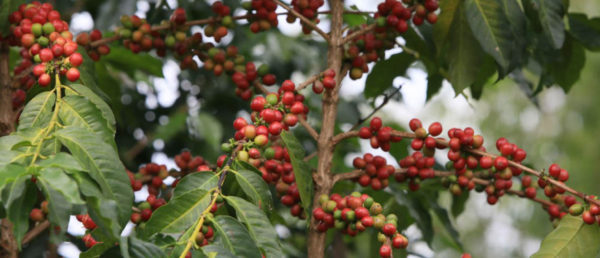 Coffee Tree Branch with Red Cherries
