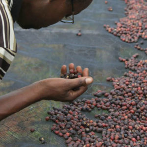 Farmer inspecting drying coffee cherries on raised coffee bed