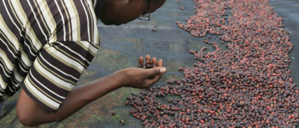 Farmer inspecting drying coffee cherries on raised coffee bed