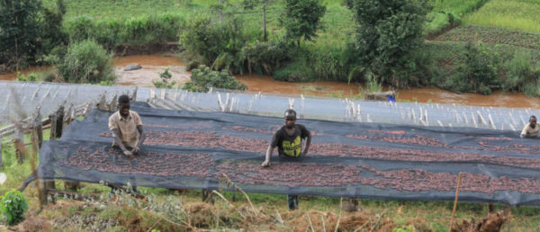 Two Farmers Inspecting Drying Coffee Cherries on Raised Bed