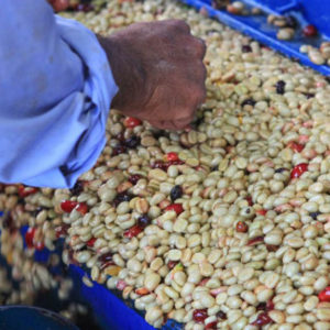 Coffee Being Processed by Farmer in Depulper