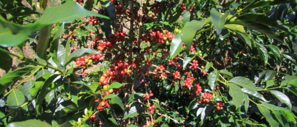 Coffee Tree with Ripe Red Cherries