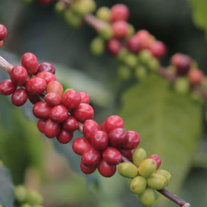 Coffee Tree Branch with Red Ripe Coffee Cherries