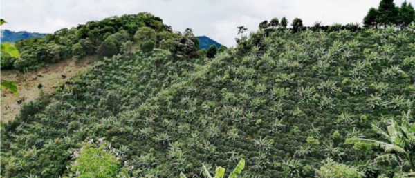Hillside Covered in Coffee Trees