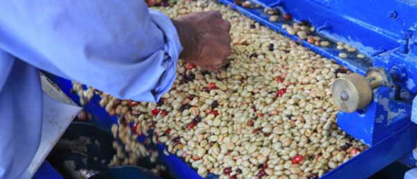 Wet Coffee being Processed