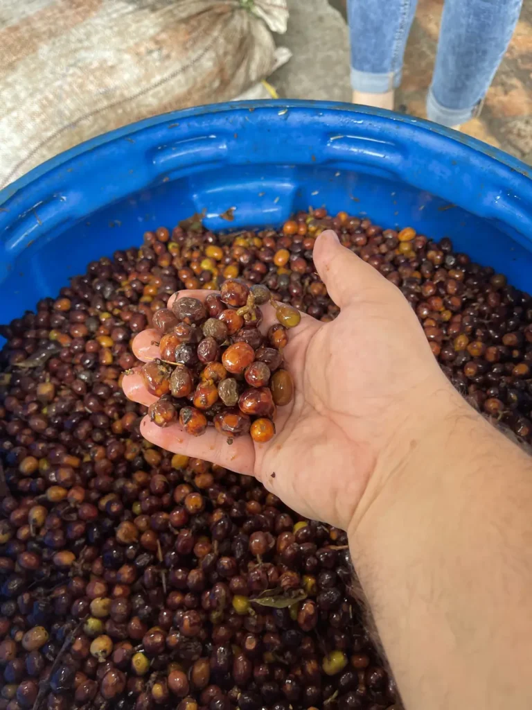 A hand lifting fermenting coffee cherries from a blue sealed barrel used for anaerobic fermentation