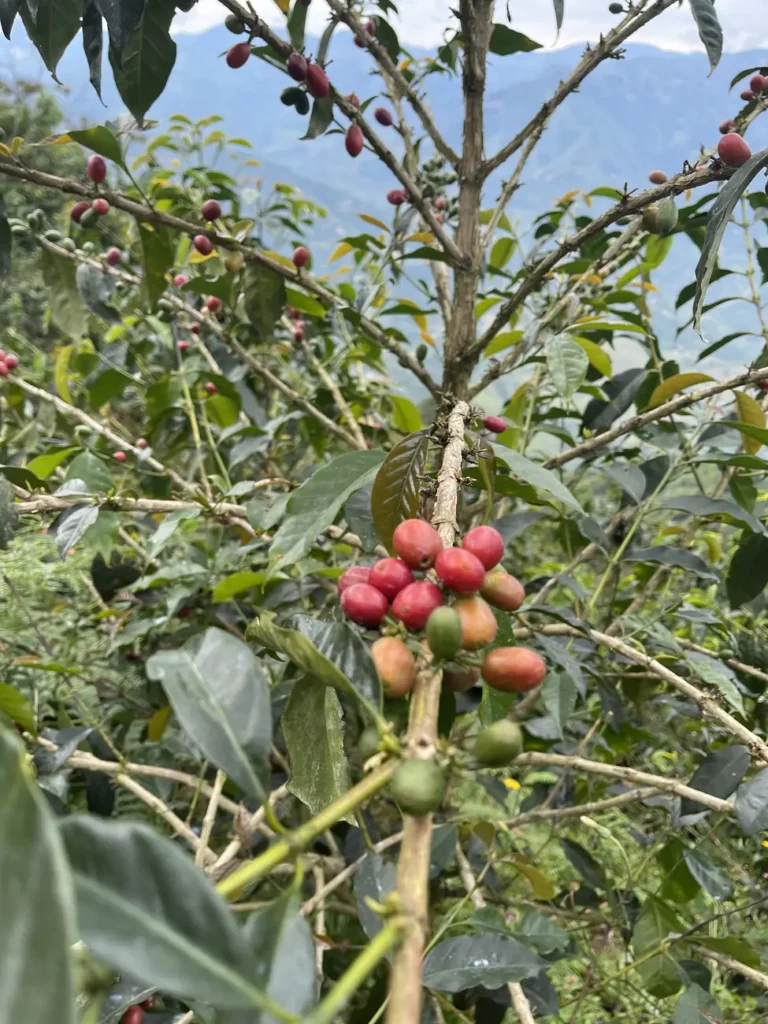 A coffee branch carrying green, yellow, orange and deep red cherries all at once