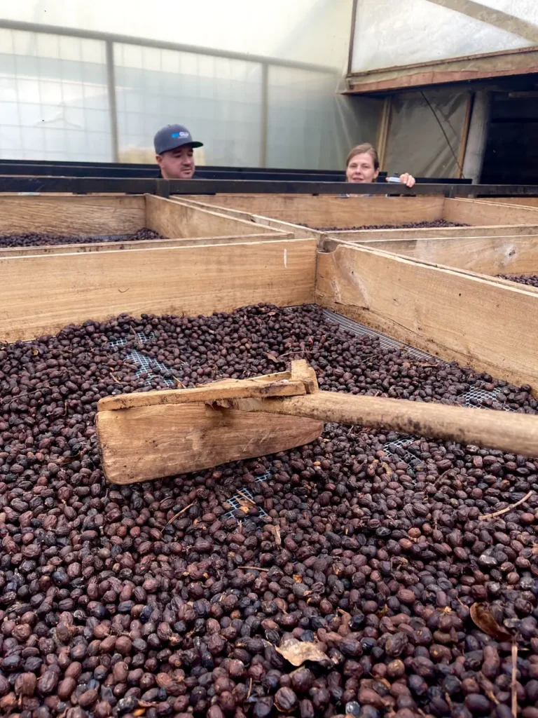 Whole coffee cherries spread across a raised drying bed with a wooden rake resting on them
