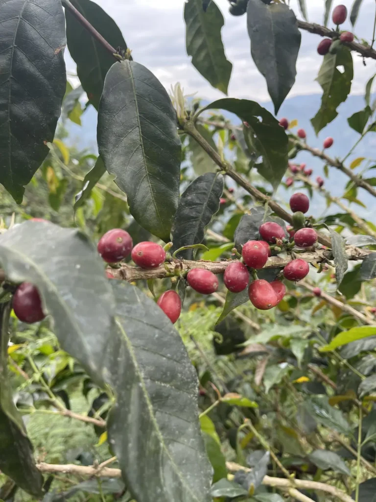 A coffee branch carrying cherries at different stages, from green through yellow to deep red