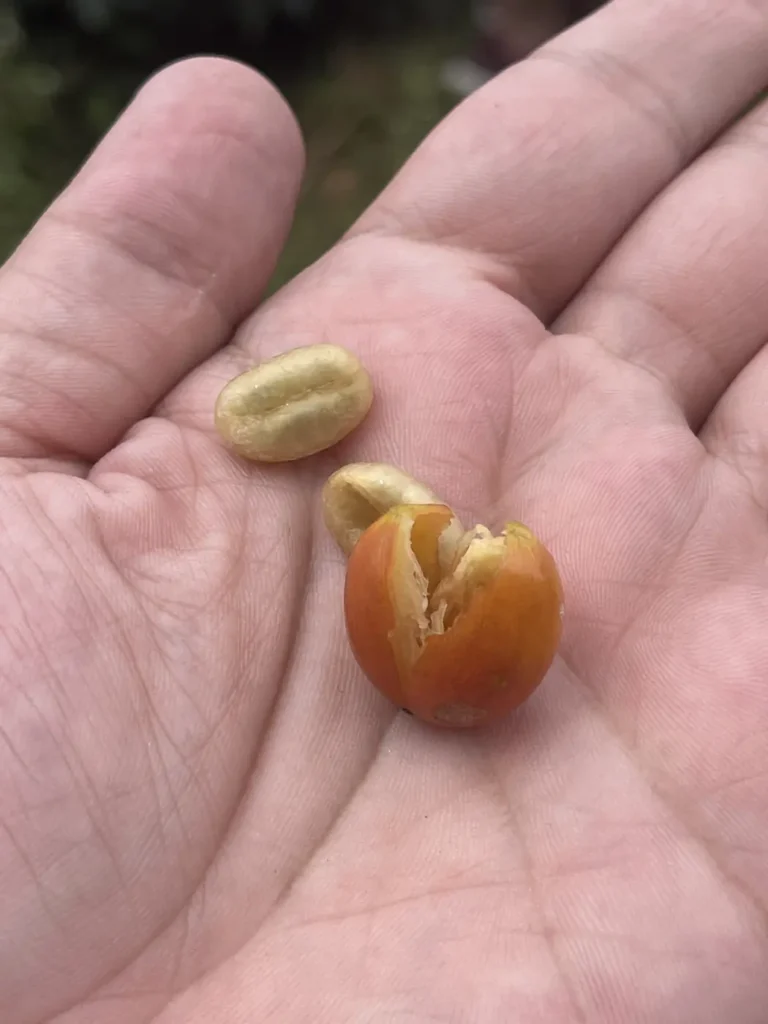 An orange coffee cherry split open in a palm beside the two pale green seeds taken from inside it