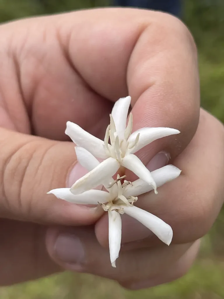A single white coffee flower with narrow petals held between finger and thumb