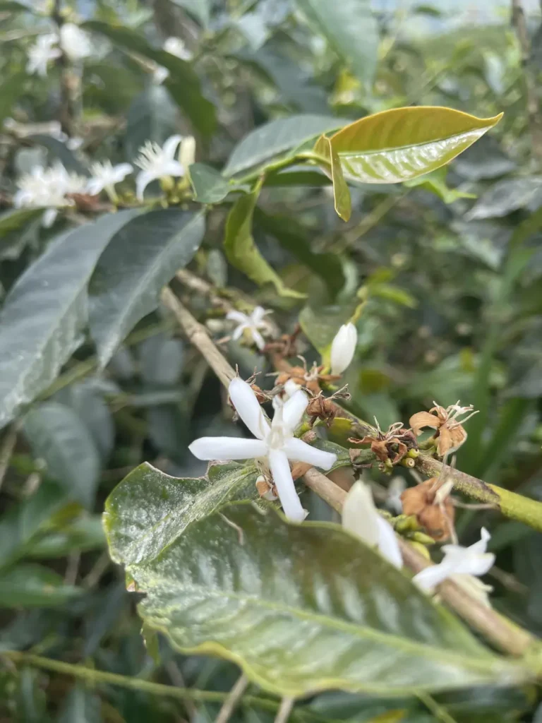 White coffee flowers open along a branch among dark glossy leaves