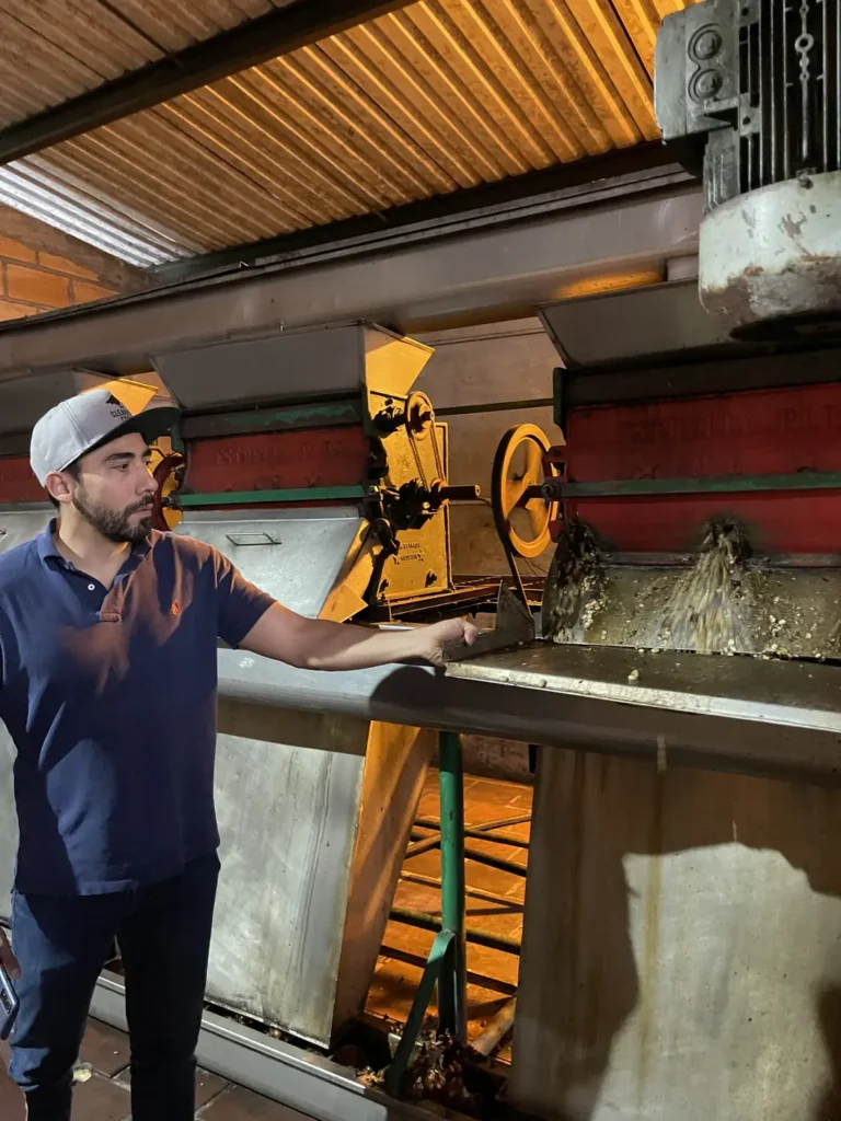 A worker feeding coffee cherries into a green and yellow depulping machine at the wet mill