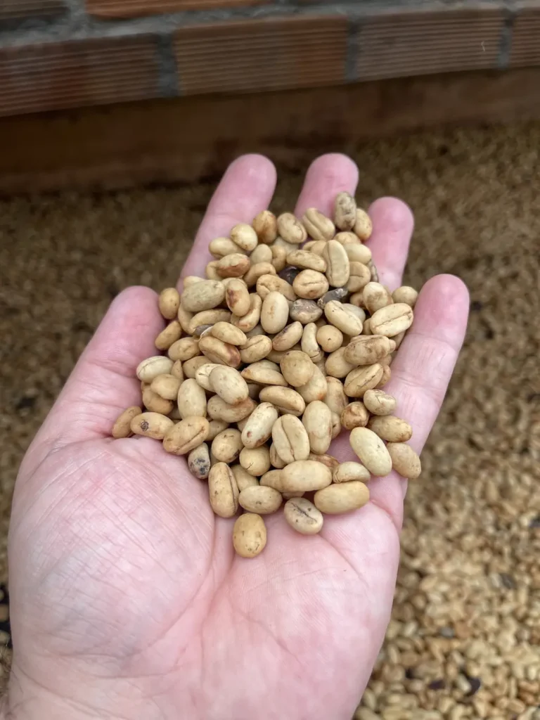 An open hand holding dried coffee still in its tan parchment shell, above a bed of the same