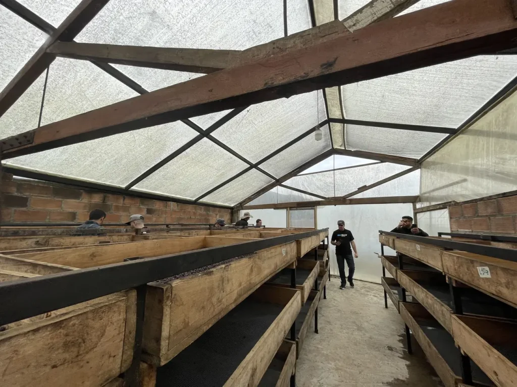 Rows of raised wooden drying beds running the length of a greenhouse style drying house