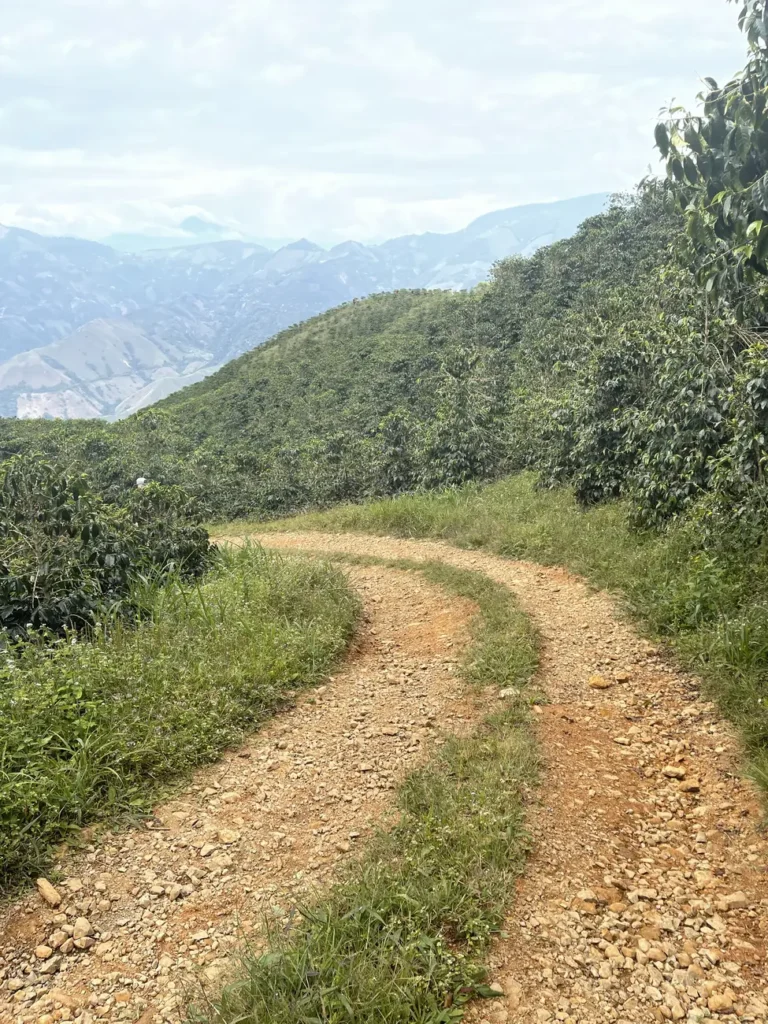 A pale dirt road curving away between blocks of coffee towards distant hills