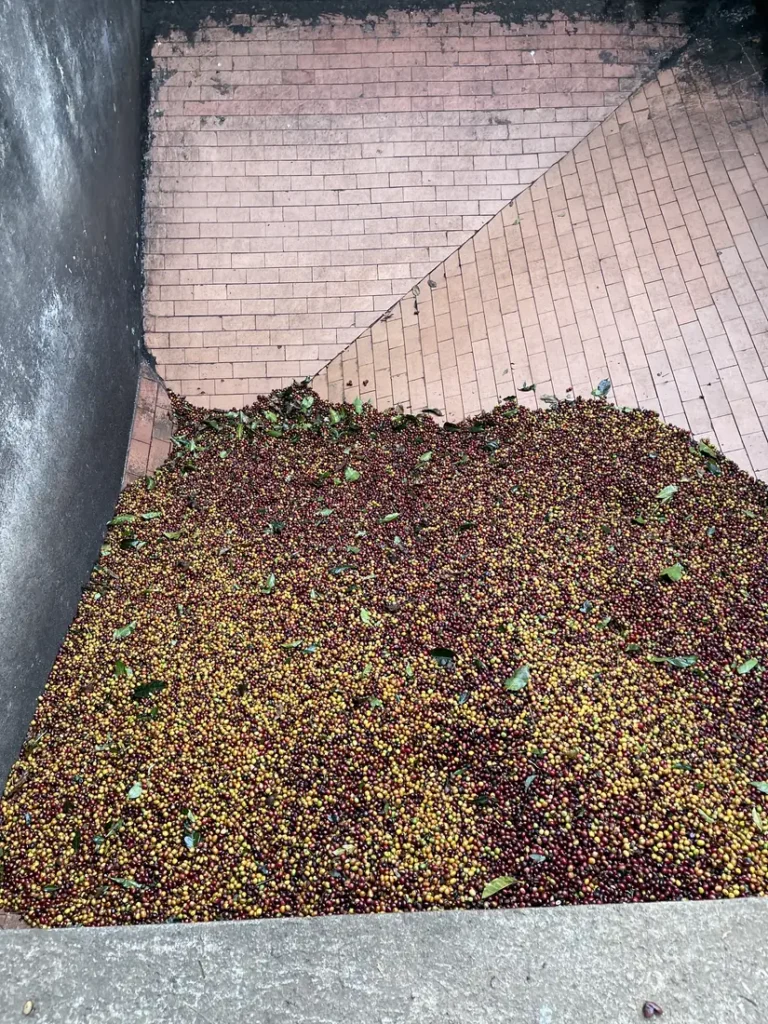 A tiled concrete tank at the wet mill heaped with freshly picked red and yellow coffee cherries