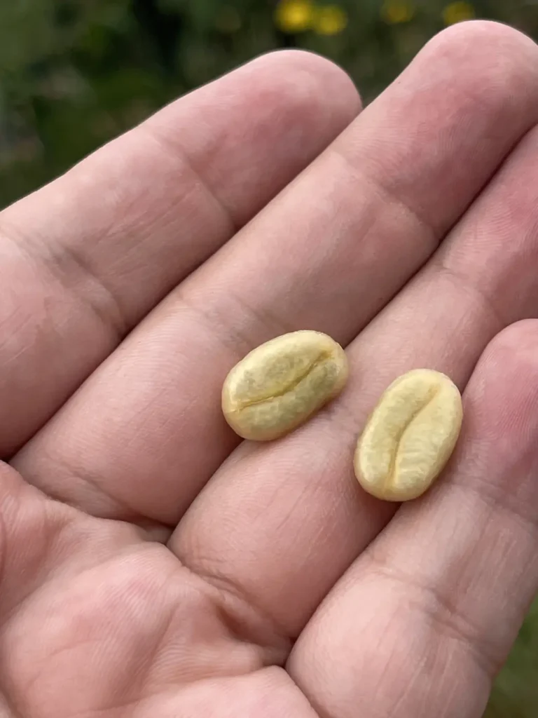 Two pale green coffee seeds resting in the centre of an open hand