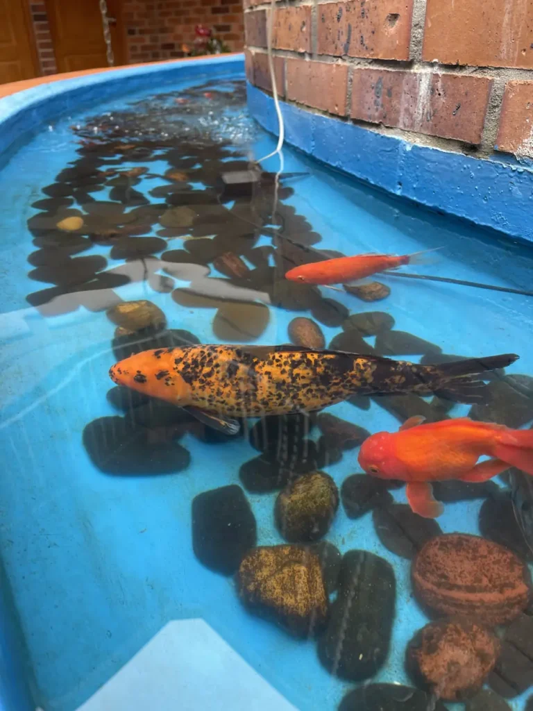 Orange and black koi swimming in a shallow blue tiled pond in a courtyard