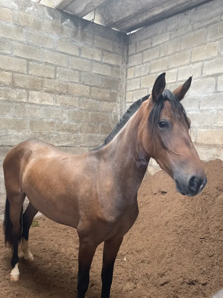 A bay horse standing in a block built stable looking towards the camera
