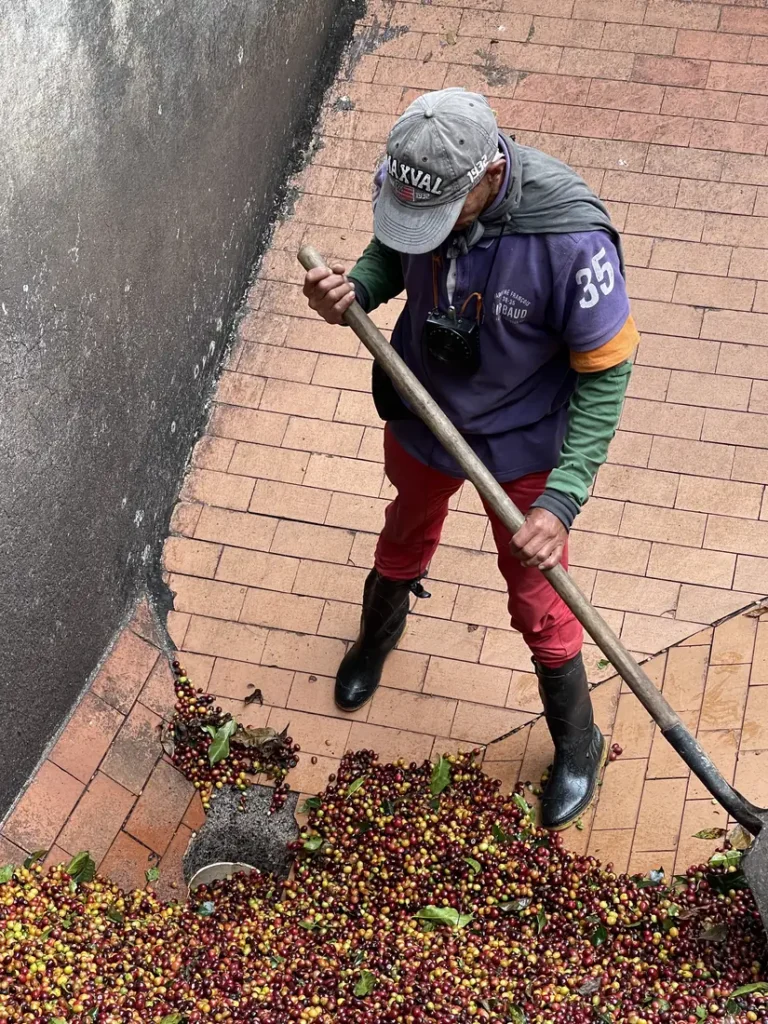 A mill worker in boots pushing a shovel through a deep bed of coffee cherries in a concrete channel