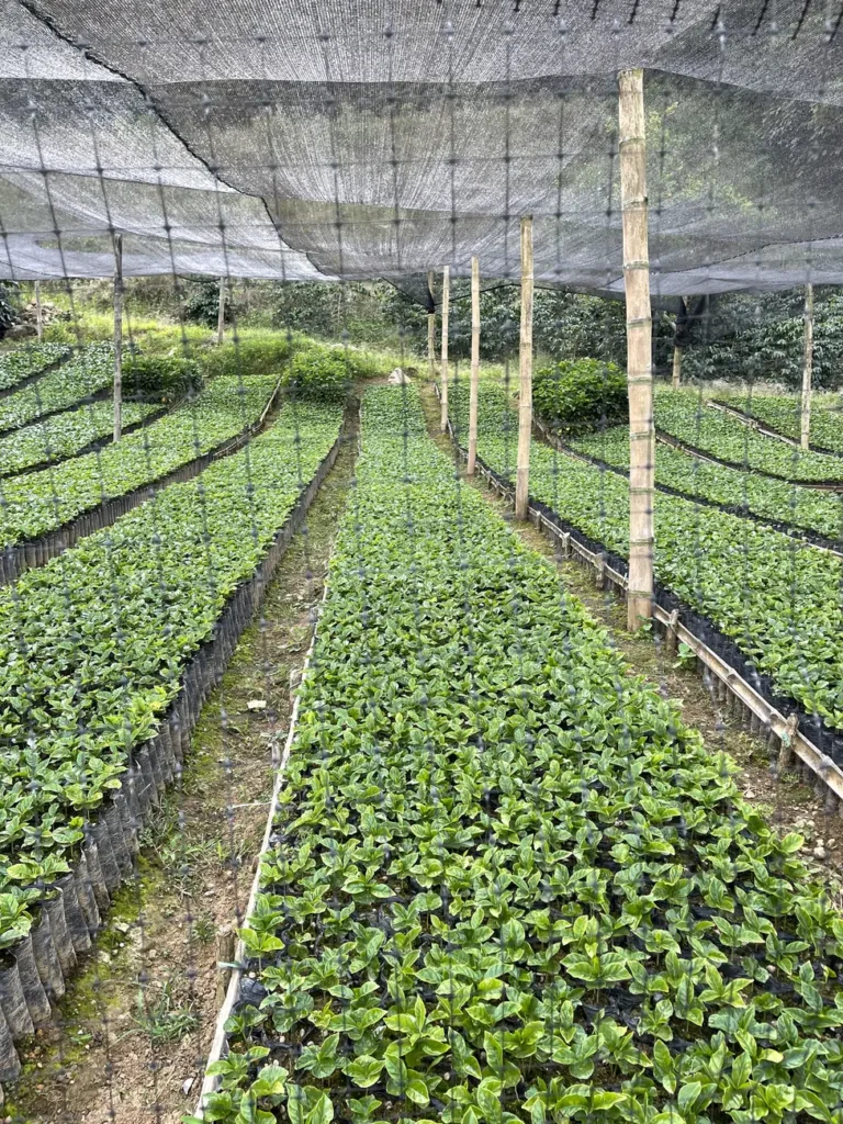 Long beds of young coffee plants growing under a shade net at the farm nursery