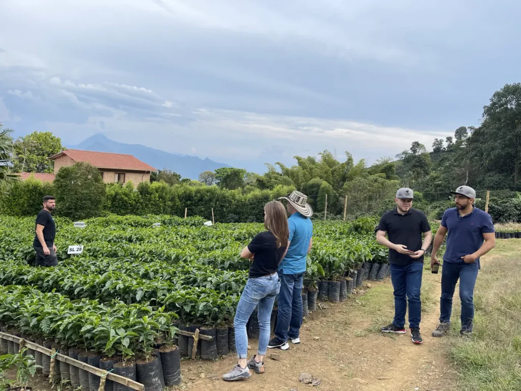Visitors walking between long rows of young coffee plants growing in black bags at a farm nursery