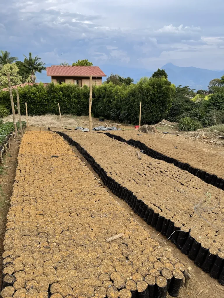 Rows of black soil filled bags laid out on bare earth, waiting to be planted with coffee seedlings