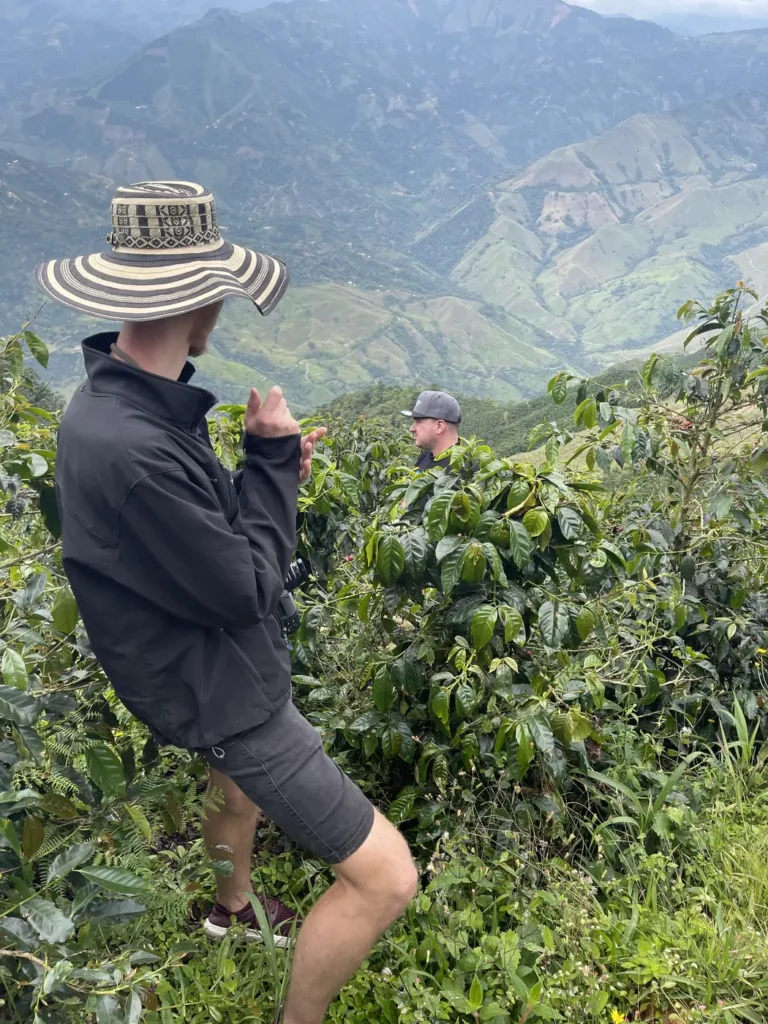 A picker in a wide brimmed sombrero vueltiao reaching into a coffee tree to pick only the ripe cherries