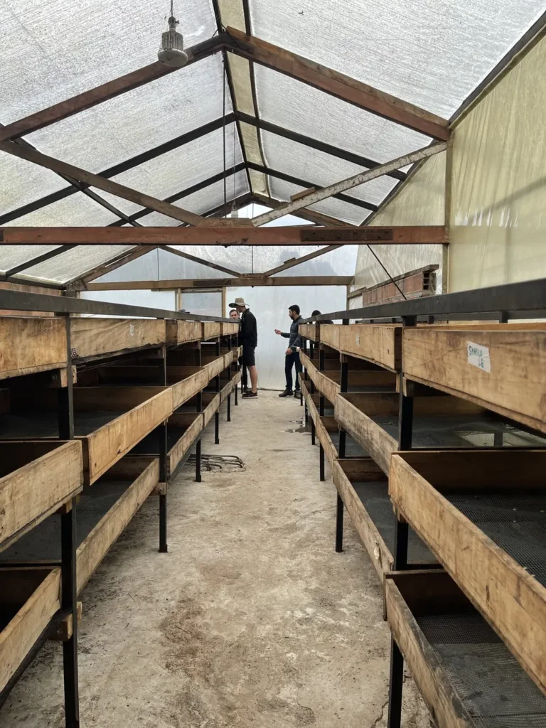 Long rows of raised wooden drying beds running the length of a greenhouse style drying house