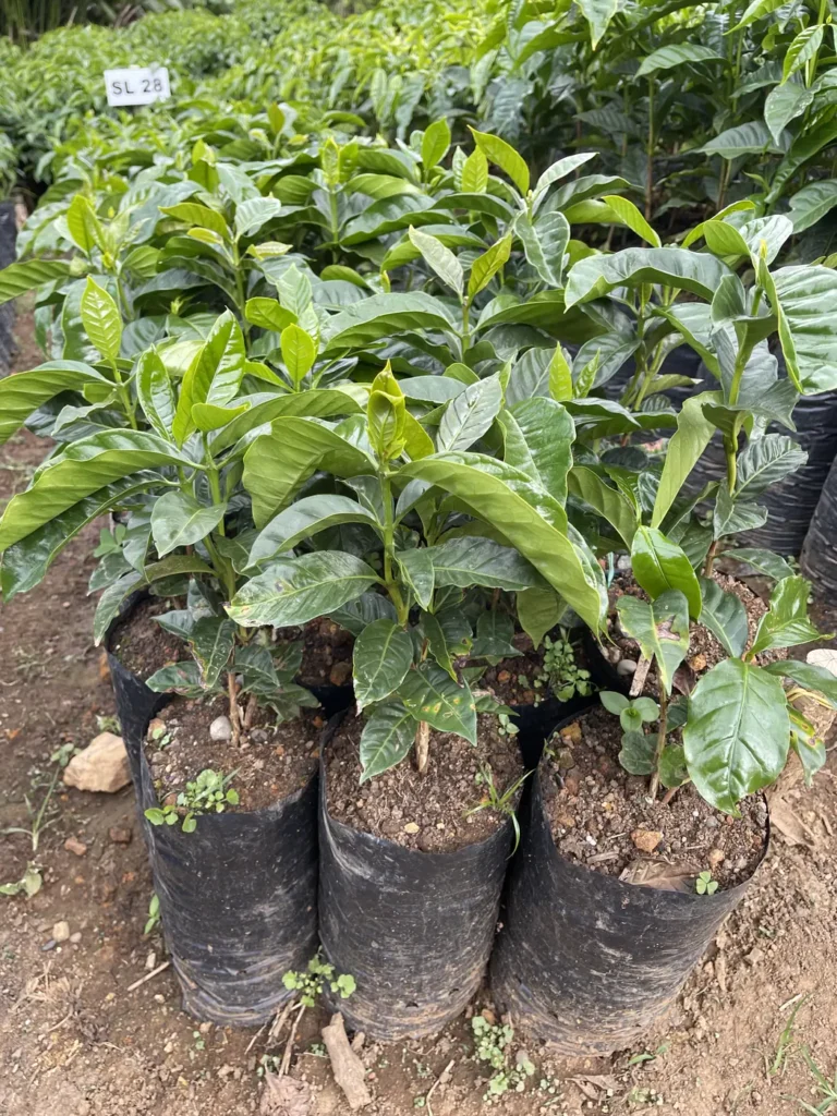 Close view of young coffee seedlings with broad green leaves growing in individual black soil bags