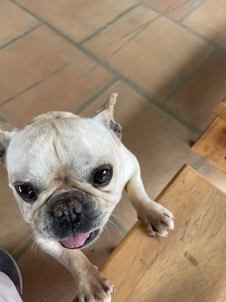 A white French bulldog looking up at the camera with its tongue out on a tiled floor