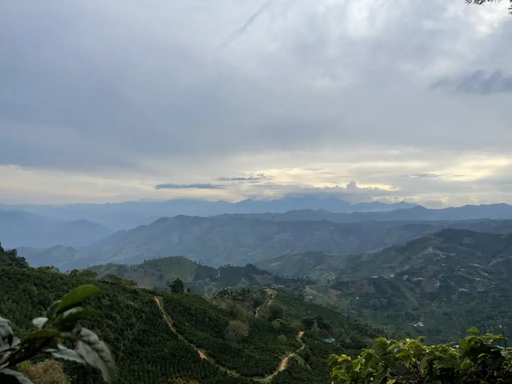 Coffee planted slopes falling away into a wide valley with layered blue ridges and evening cloud beyond