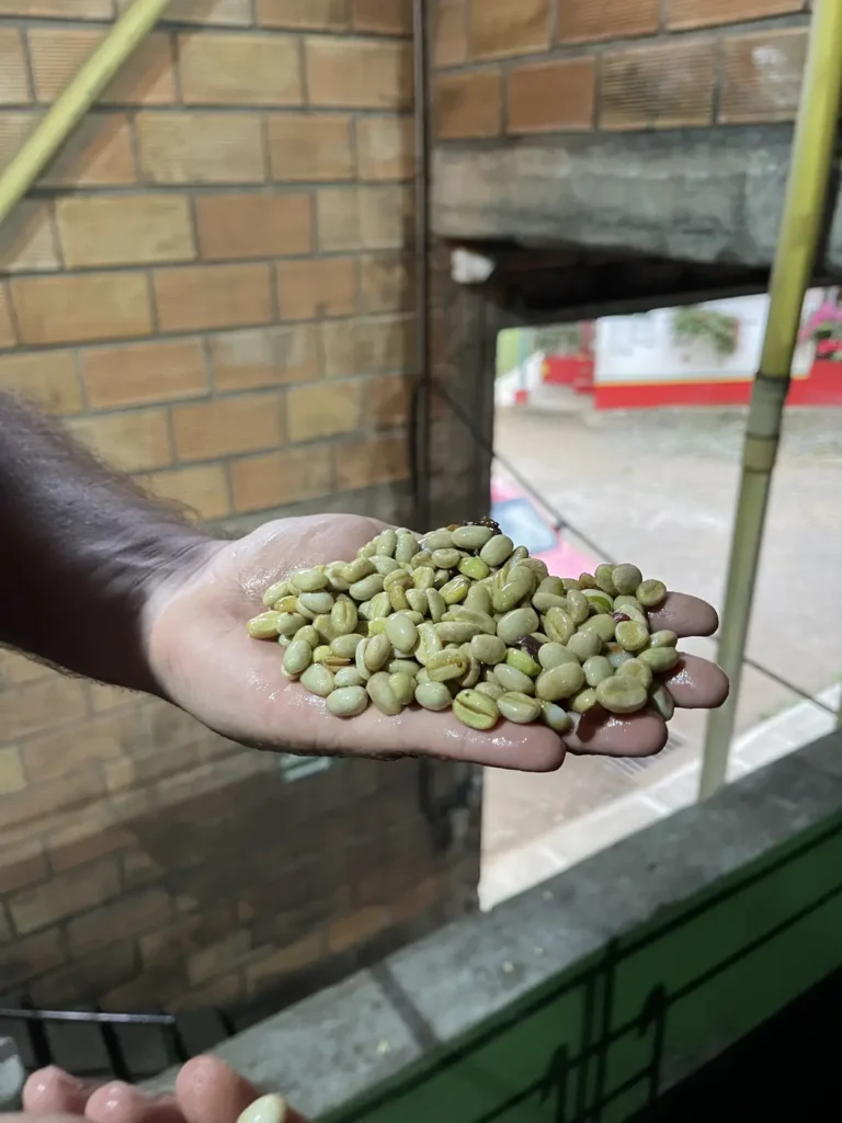 Two cupped hands holding freshly depulped coffee seeds still in their pale parchment layer